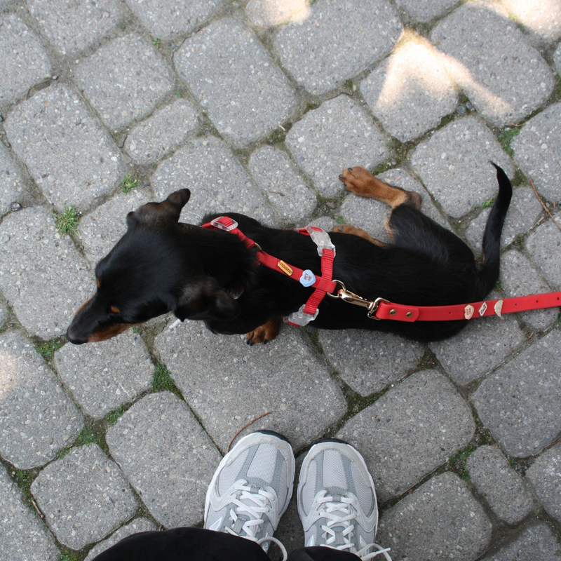 Moodies Harness