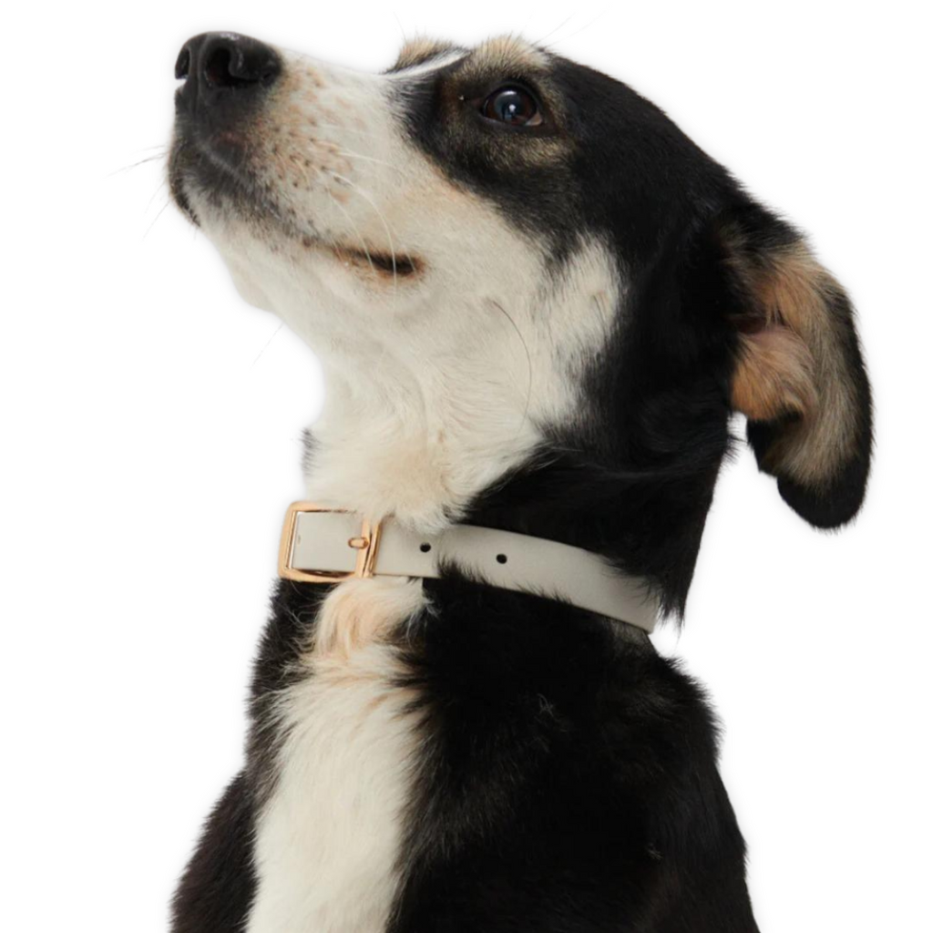 Charm Collar – Furei Pets