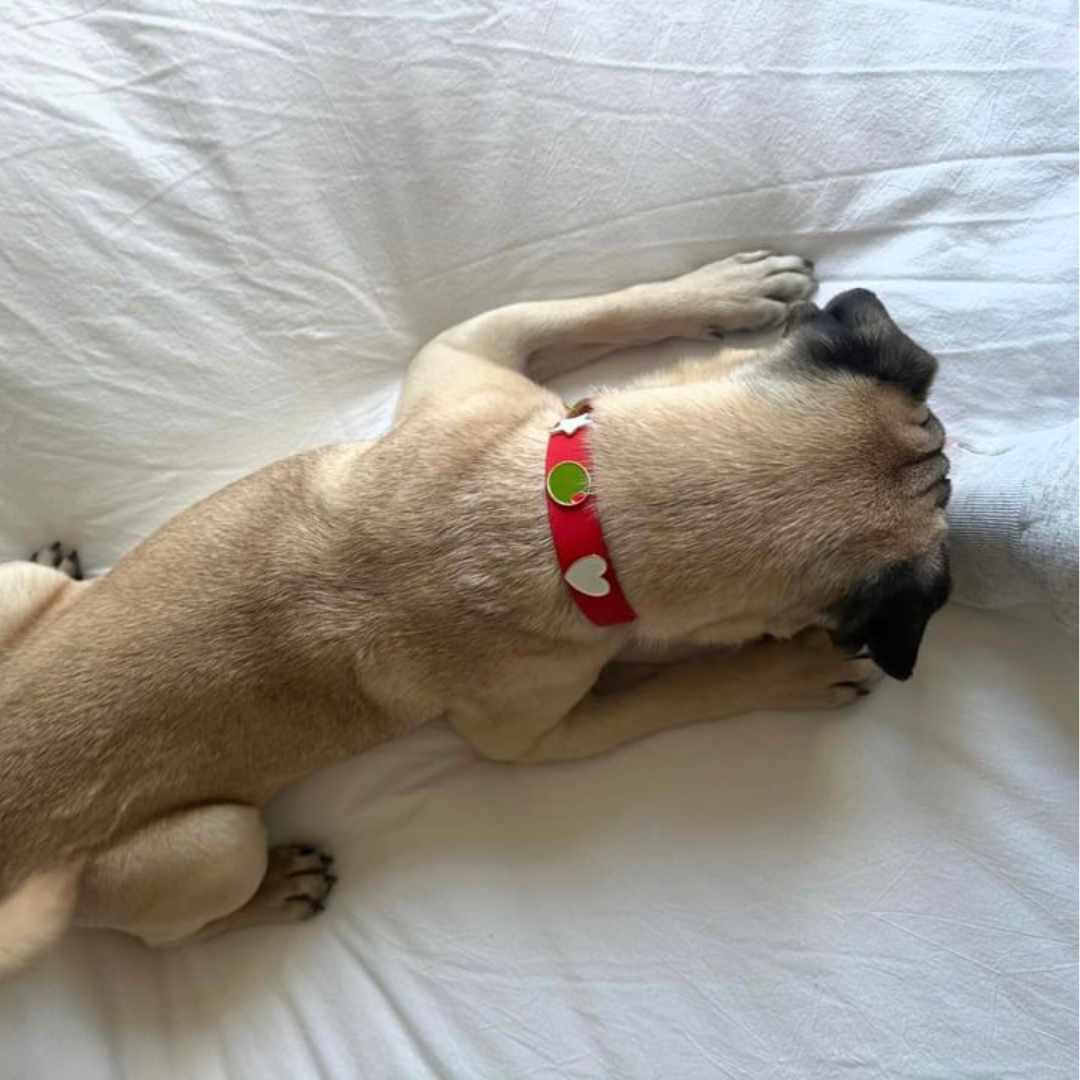 Collar – Furei Pets