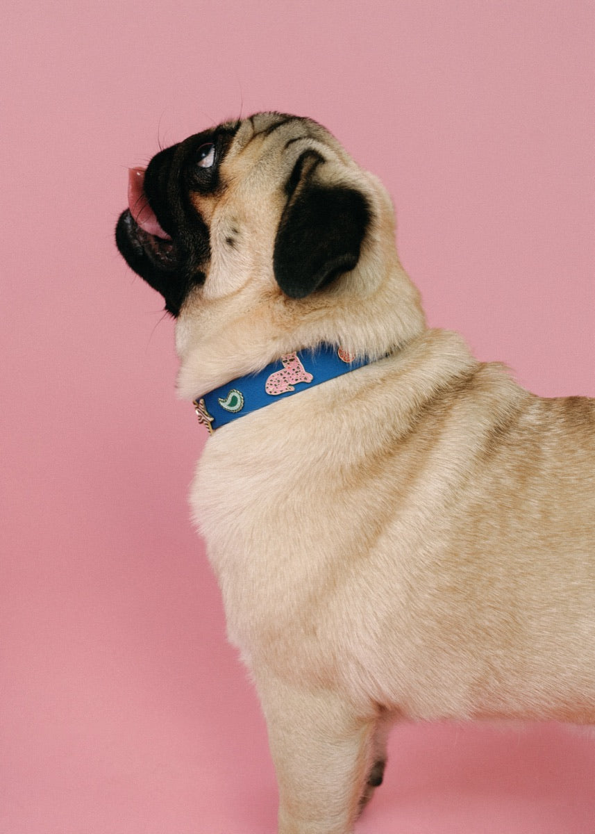 Collars